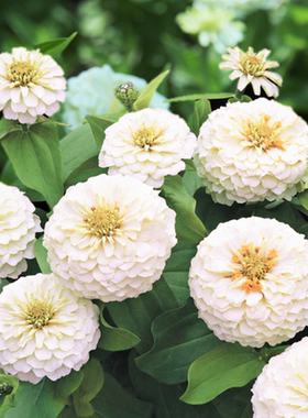 耐热夏植 天才白色百日草 重瓣巨大花新品大花宜盆栽阳台庭院地栽