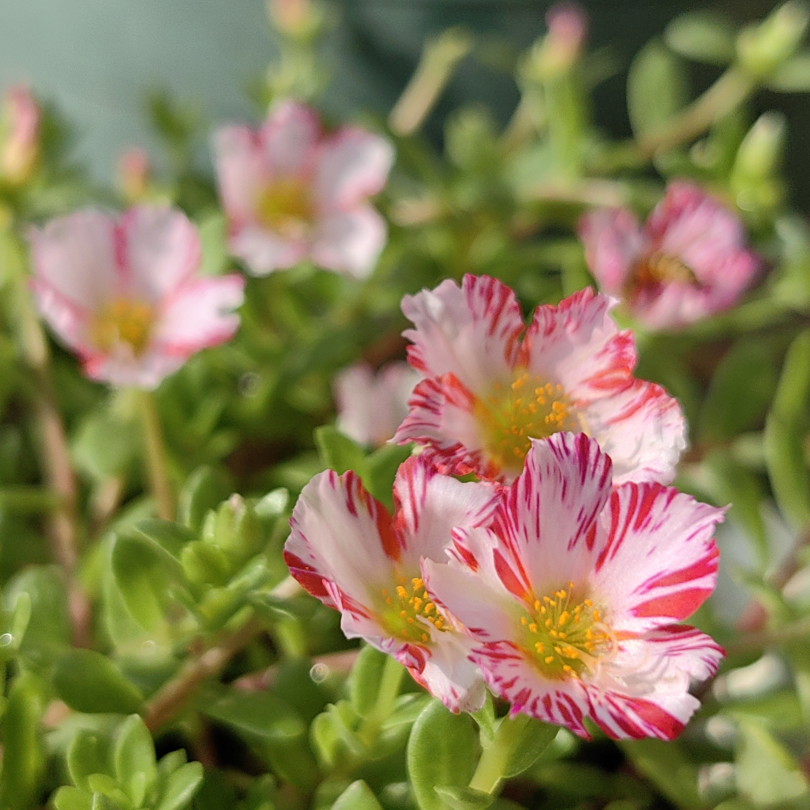 耐热易活 彩漂太阳花 宽叶单瓣马齿苋宿根多年生盆栽地栽阳台庭院
