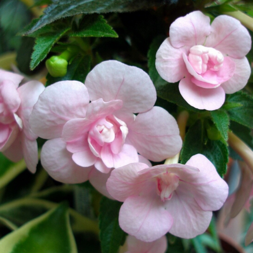 耐热耐阴 重瓣长筒花粉玫瑰Double Pink Rose 苦苣苔科宜盆栽阳台
