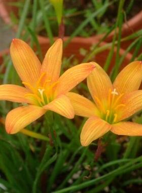 耐热 金牛座 Z.Taurus风雨兰|漂亮橙黄色宜盆栽阳台花卉*满58包邮