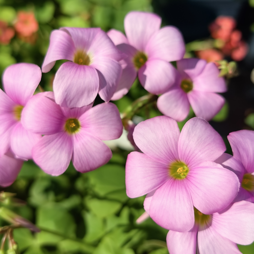 秋植早花酢浆草 豌豆粉饼oxalis sp. pea flower宜阳台盆栽38包邮