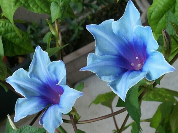 耐热日系朝颜 蓝花红喉狮子桔梗牛 爬藤牵牛花喇叭花可盆栽地栽花