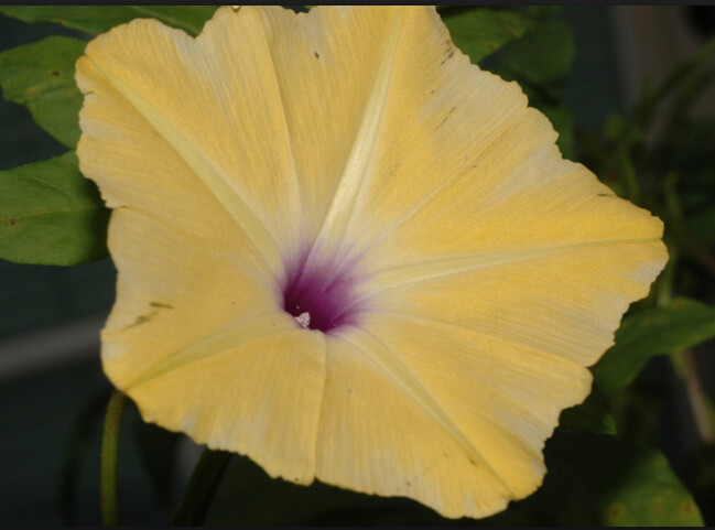 朝颜 稀有黄花紫心*牵牛花爬牛花可阳台庭院盆栽花色别致满58包邮