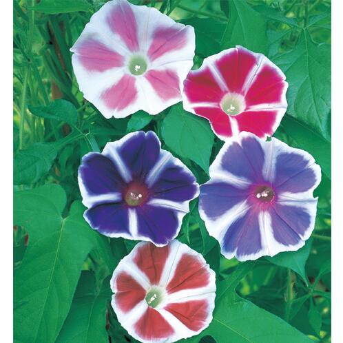 耐热牵牛花阳台盆栽