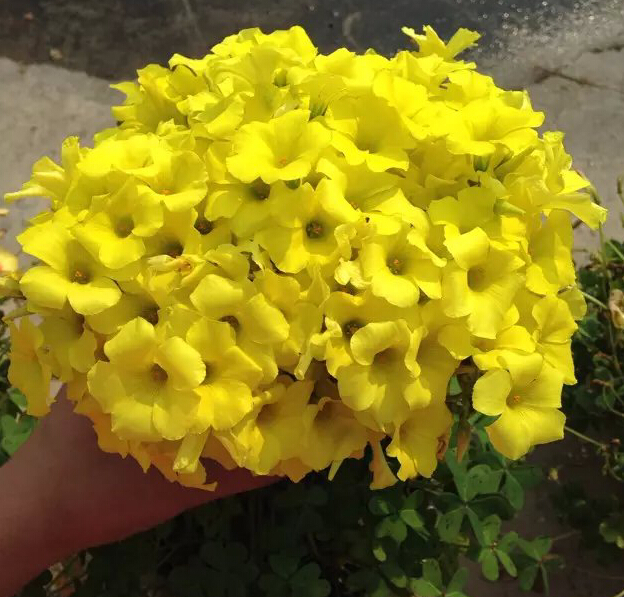 有香味秋植早花酢浆草 黄麻子Oxalis pes-caprae 宜阳台庭院盆栽