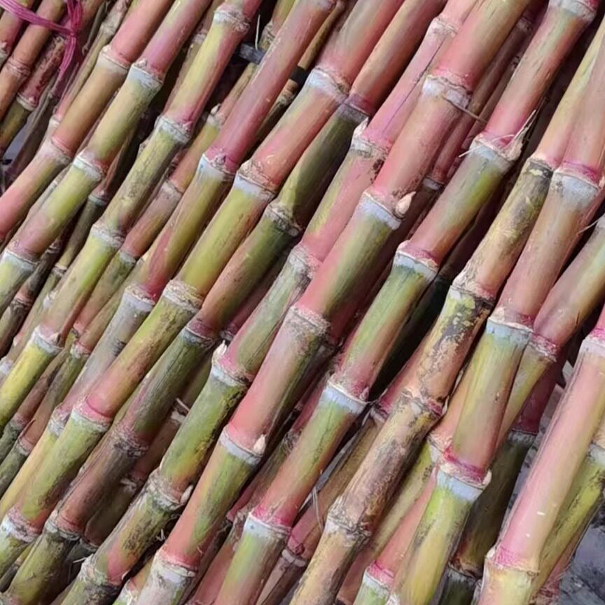 云南红皮脆皮甘蔗新鲜特产农家自种天然无添加皮薄肉厚果肉多汁