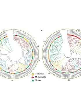 物种内基因家族分析/基因结构分析/motif分析/数据分析