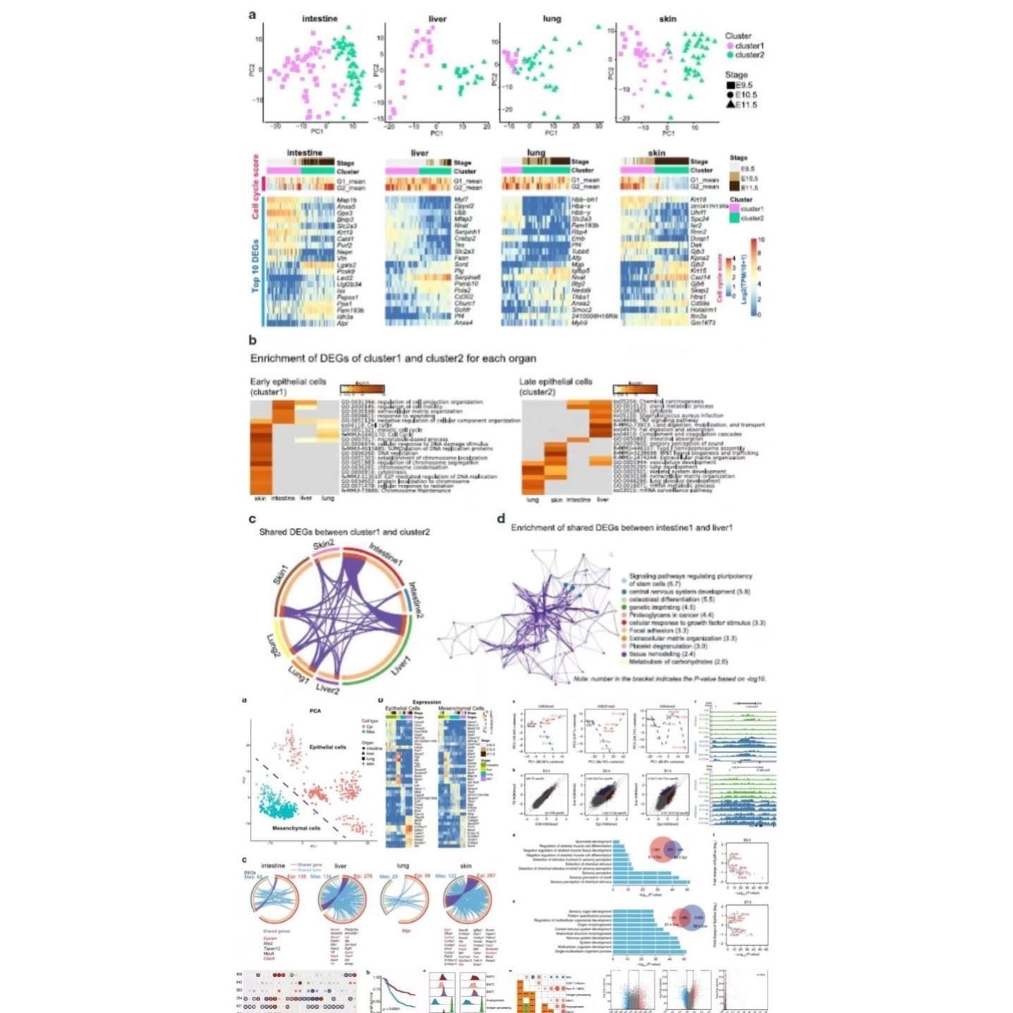 Rstudio 绘图 SCI 科研生信医学桑基热图数据分析作图生信分析个