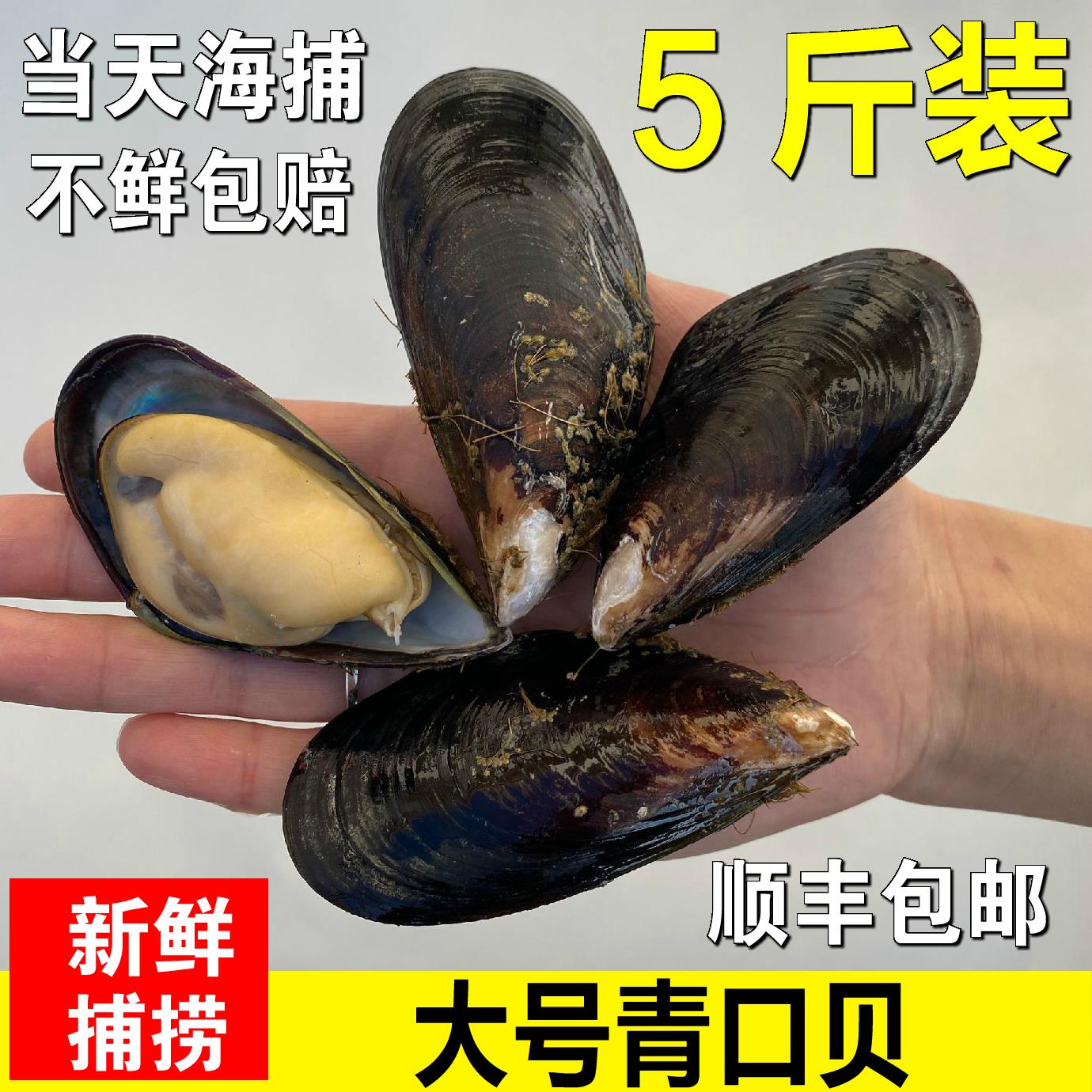 野生大青口贝鲜活特大海虹淡菜新鲜冷冻海鲜贻贝青口贝水产包邮