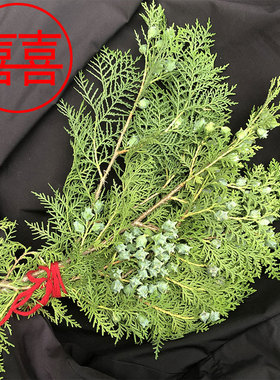 结婚喜事用新鲜带果松柏枝叶节日搬家装饰高级侧柏叶 陪嫁用习俗