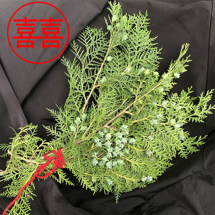 结婚喜事用新鲜带果松柏枝叶节日搬家装饰高级侧柏叶 陪嫁用习俗