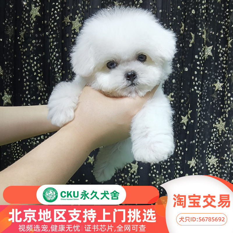 ダウンロード博美犬价格马来西亚21 博美犬价格马来西亚21 Jpirasuto571iui ダウンロード博美犬价格马来西亚21 博美犬价格马来西亚21 Jpirasuto571iui
