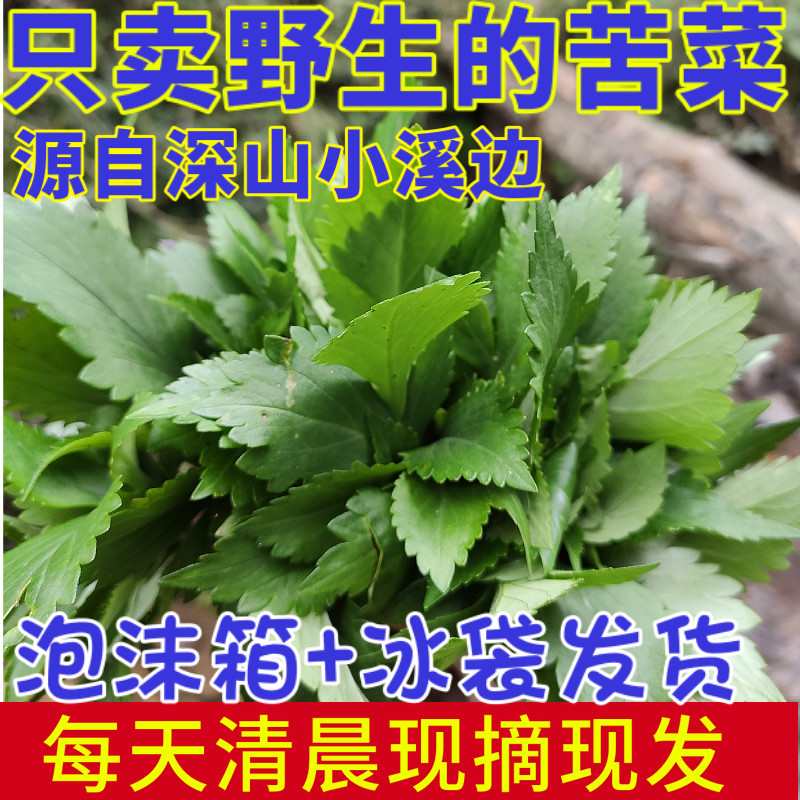 新鲜苦菜福建客家新鲜手工苦抓野菜农家野生苦斋婆败酱草包邮