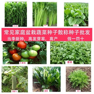 蔬菜种籽家庭常见盆栽蔬菜种子芹菜菠菜香菜空心菜茼蒿种子四季种