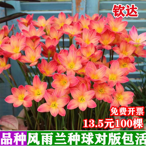 多年生葱兰庭院花苗四季风雨兰