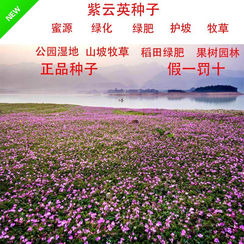 紫云英种籽蜜源绿肥牧草植物种子稻田山坡庭院地被绿化四季播种