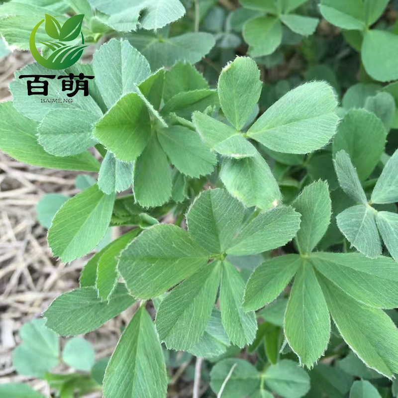 进口牧草种子多年生南北方四季紫花苜蓿种子耐寒耐热净种牛羊兔畜