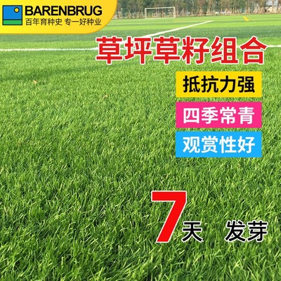 公园四季青草坪草籽庭院小区简单