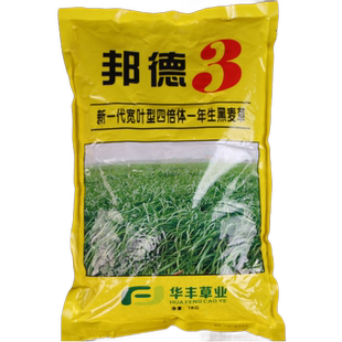 进口多年黑麦草种子 一年生四倍体高产 宽叶型 冷季牧草籽 适口好