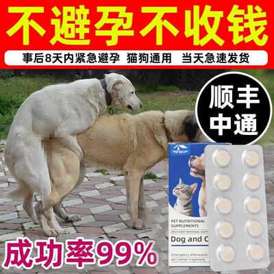 母狗事急后紧闭孕狗狗防交配孕母猫避发情期避流育浪狗猫配后片