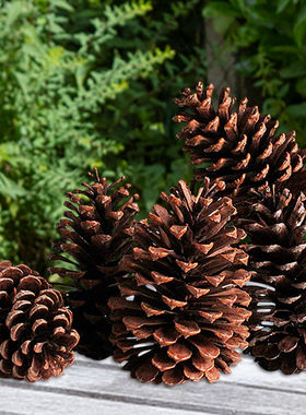 港之恋超大松果干花圣诞松果装饰松塔DIY手工材料松球 美国松包油