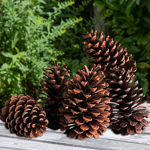 港之恋超大松果干花圣诞松果装饰松塔DIY手工材料松球 美国松包油