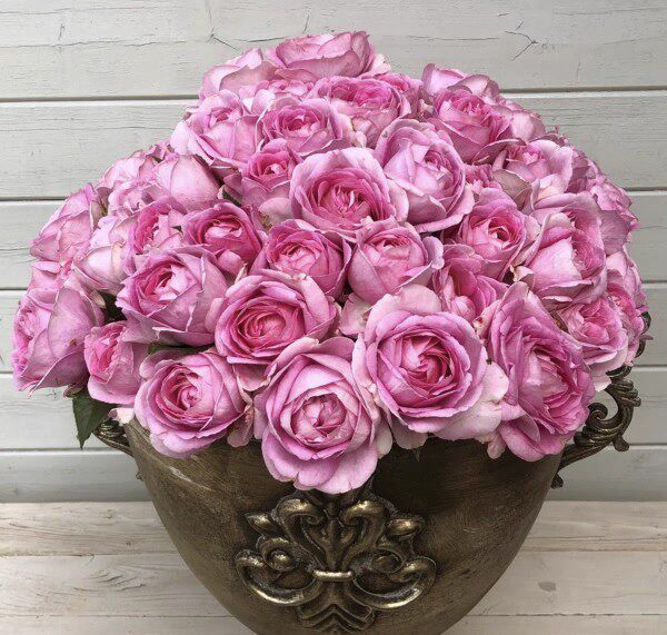 玛丽皇后/玛丽王后  k02nigin marie 灌木  中香 月季