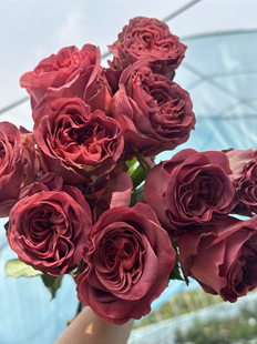 花苗花期长开放度大花色艳丽 月季 活力四射 璀璨