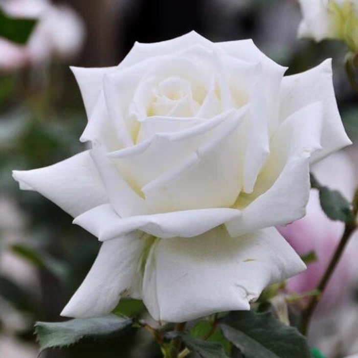 浓香月季保罗二世月季花四季开花大花纯白灌木切花勤花玫瑰花苗