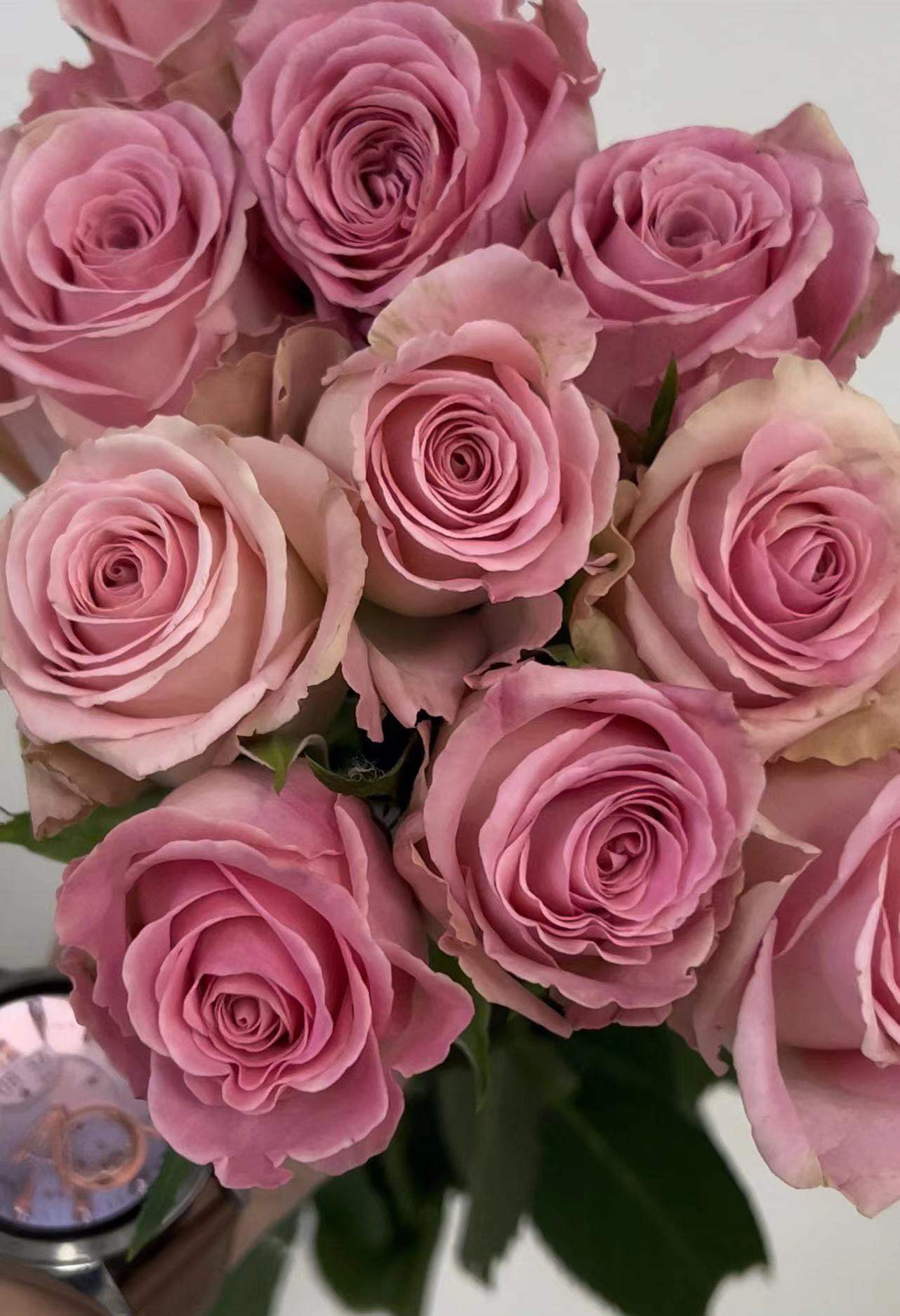 新品 冰冠公主 进口玫瑰大花四季开花庭院阳台盆栽切花月季花苗