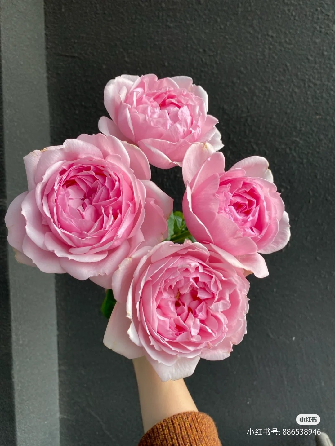 公主礼服  日本月季超新玫瑰花苗粉色大花切花植物盆栽