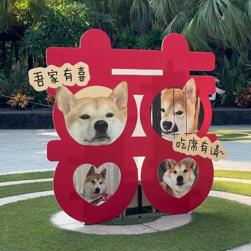 小红书宠物狗狗kt板订婚