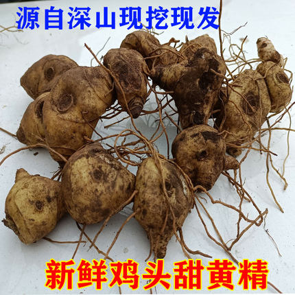 鲜黄精新鲜鸡头黄精姜型黄精鸡头参老黄精现挖九华山黄精九蒸九晒