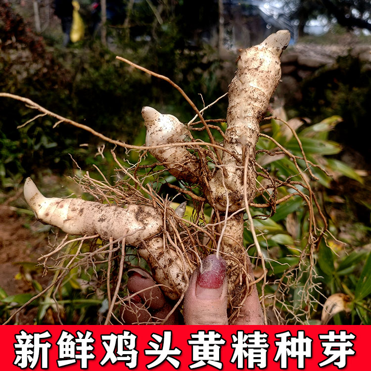 黄精新鲜种植苗鸡头甜黄精带芽头