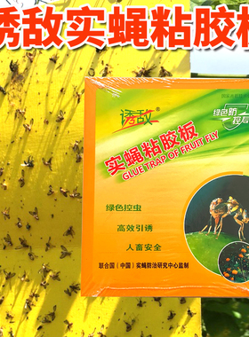 诱敌实蝇粘胶板诱捕贴果园实蝇针蜂贴粘虫板诱捕诱蝇纸果园粘贴板