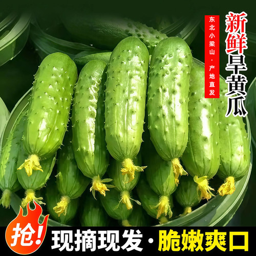 东北旱黄瓜5斤整箱新鲜可生吃