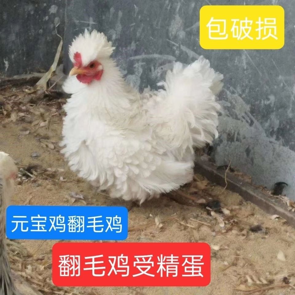 翻毛鸡元宝鸡观赏鸡矮脚鸡倒毛鸡麒麟帝王白受精蛋可孵化蛋10枚