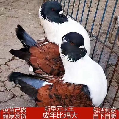 元宝鸽纯一对特大型鸽子青年鸽信鸽肉鸽活体可养包邮包活包下蛋【