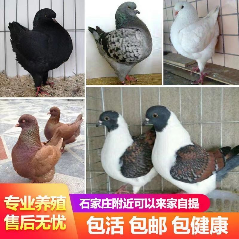 活体元宝鸽特大肉鸽公斤鸽观赏鸽青年鸽一对可涨到2斤左右包邮