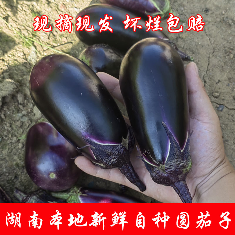 湖南本地新鲜精品圆茄子 蔬菜 农家自种 现摘现发 紫茄子坏烂包赔 水产肉类/新鲜蔬果/熟食 茄子 原图主图