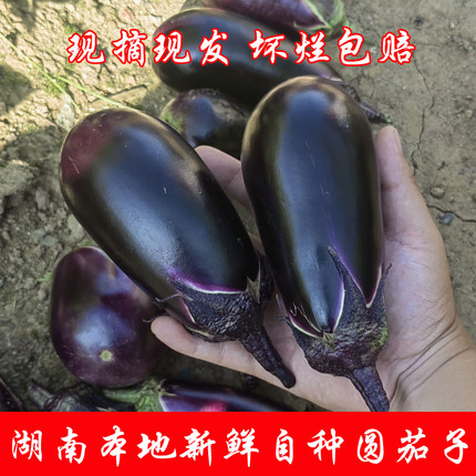 湖南本地新鲜精品圆茄子 蔬菜 农家自种 现摘现发 紫茄子坏烂包赔