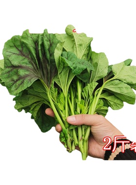 湖南本地新鲜蔬菜叶菜 糯米种冬苋菜冬汉菜冬寒菜农家自种红叶种