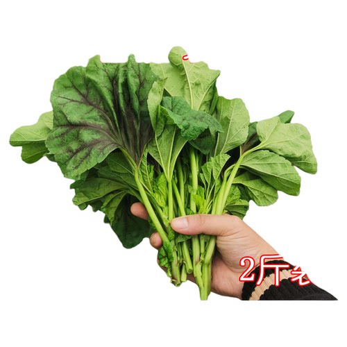 新鲜蔬菜冬苋菜现摘现发