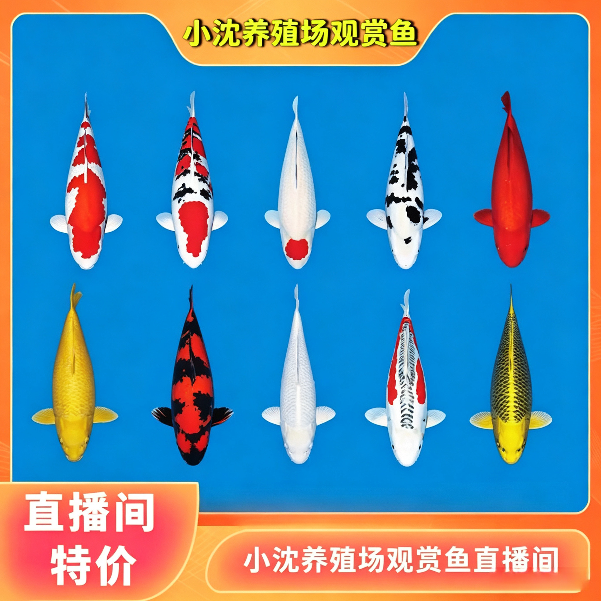 1直播间专用 红白 三色昭和 白写 绯写 白金 黑金 黄金锦鲤观赏鱼