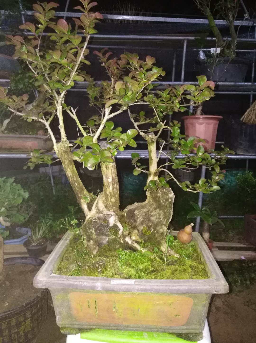 紫薇百日红满堂红痒痒树紫金花无皮树造型盆景庭院阳台系列