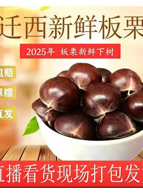 迁西板栗年生遵化河北特产