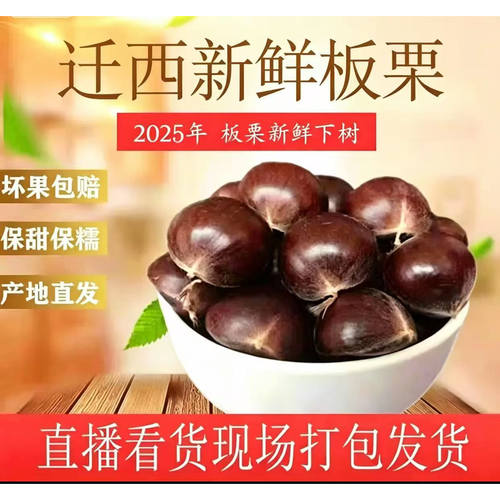 迁西板栗年生遵化河北特产
