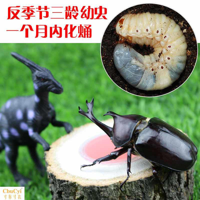 三龄末期独角仙幼虫反季节幼体甲虫成虫昆虫锹甲套餐蜘蛛守宫蜥蜴在类目 宠物/宠物食品及用品, 爬虫/鸣虫及其用品, 其他爬虫/鸣虫中 - 来自Buy2taobao.com提供专业的淘宝代购服务