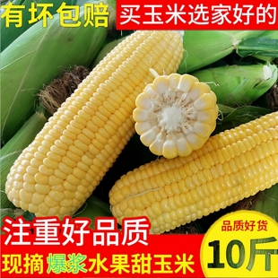 当季 新鲜脆甜玉米棒牛奶包谷甜玉米整箱 包邮 现摘云南水果玉米5斤