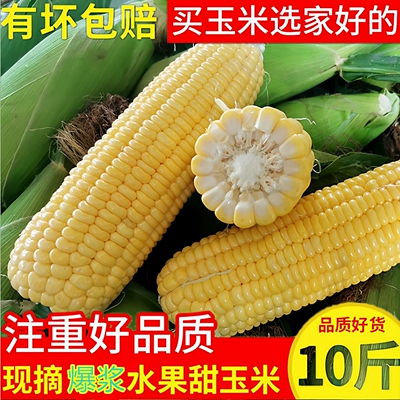现摘云南水果玉米5斤包邮当季